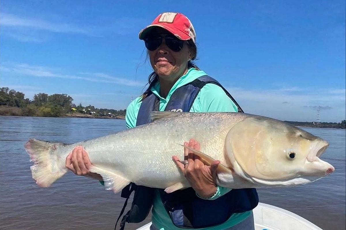 Uno de los ejemplares pescados al norte de Concordia Uno de los ejemplares pescados al norte de Concordia
