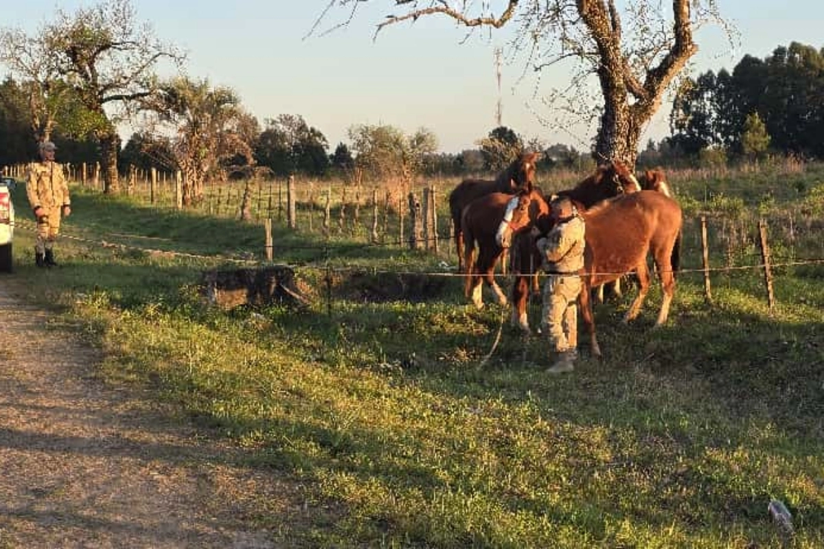 El accidente involucró a un grupo de caballos. El accidente involucró a un grupo de caballos.