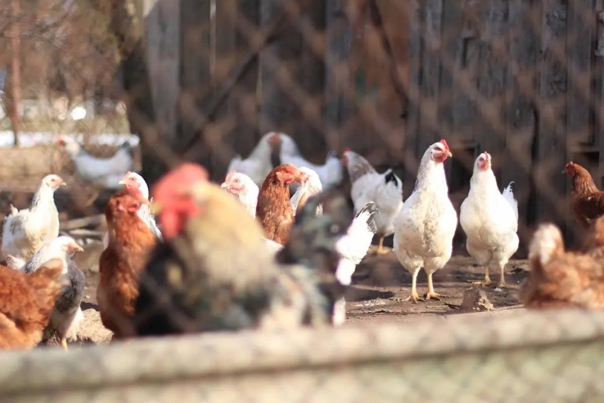 La ordenanza apunta a criaderos de animales en la zona urbana.