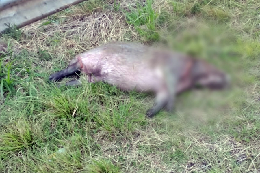 El animal murió por el impacto.