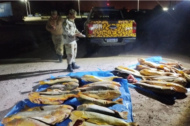 Decomisaron más de 400 kilos de dorados y surubíes congelados