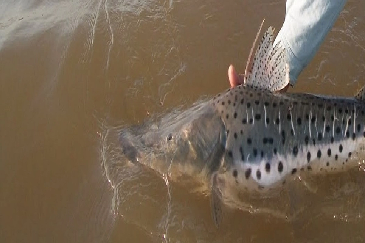 El objetivo de resguardar la especie en cuestión. El objetivo de resguardar la especie en cuestión.