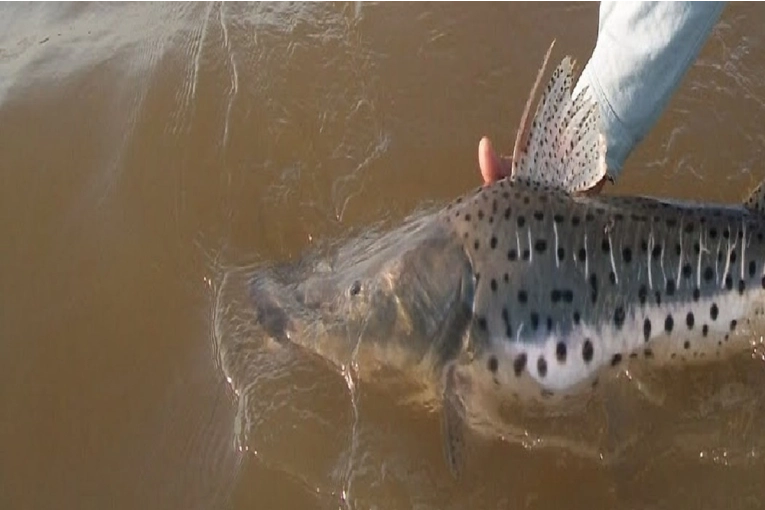 En Entre Ríos rige la veda para la pesca de surubí hasta el 15 de marzo