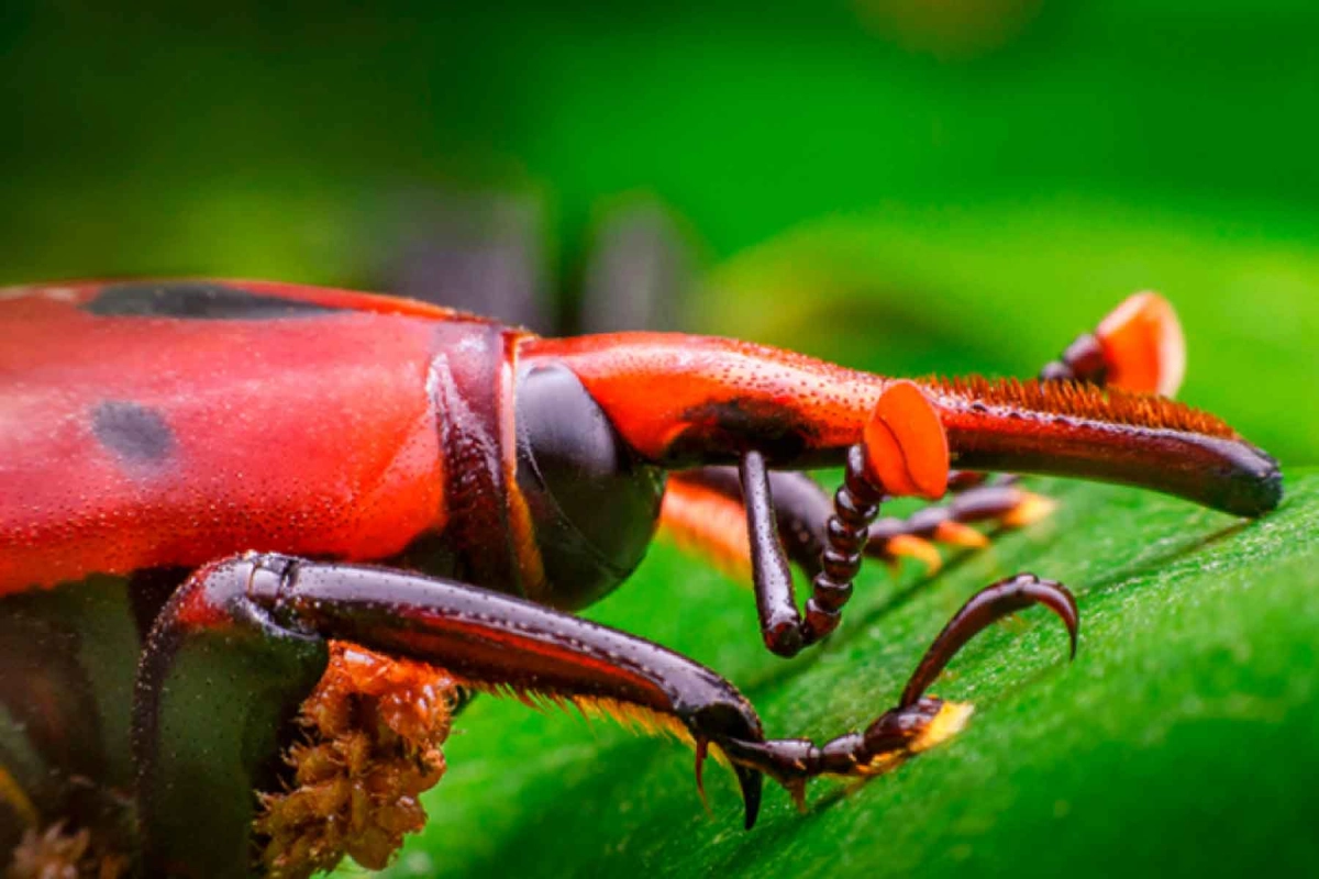 Renuevan el alerta para la Costa del Uruguay.