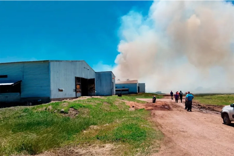 Un incendio consumi&oacute; por completo un galp&oacute;n av&iacute;cola donde hab&iacute;a 38.000 pollos