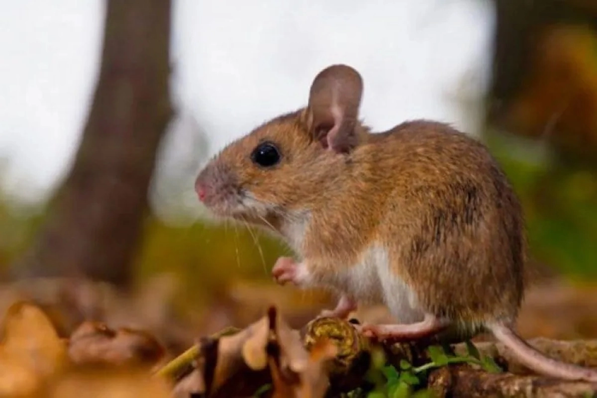 Se hizo hincapié en la importancia de los antecedentes epidemiológicos en el diagnóstico.