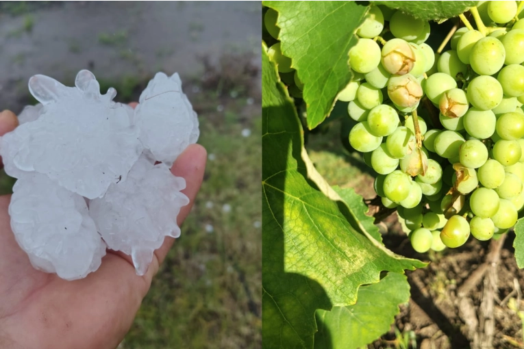 El granizo hizo estragos en vi&ntilde;edos del departamento Concordia