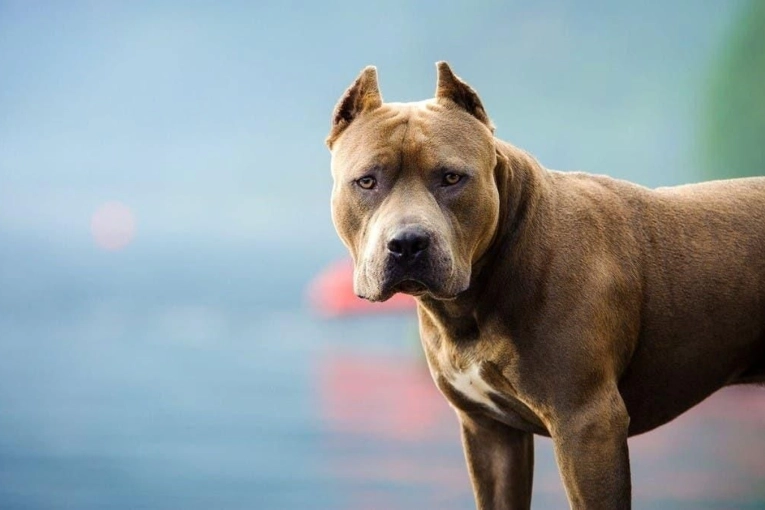 El propietario de un pitbull que apareci&oacute; suelto en un local de la Costanera debi&oacute; abonar una valiosa multa