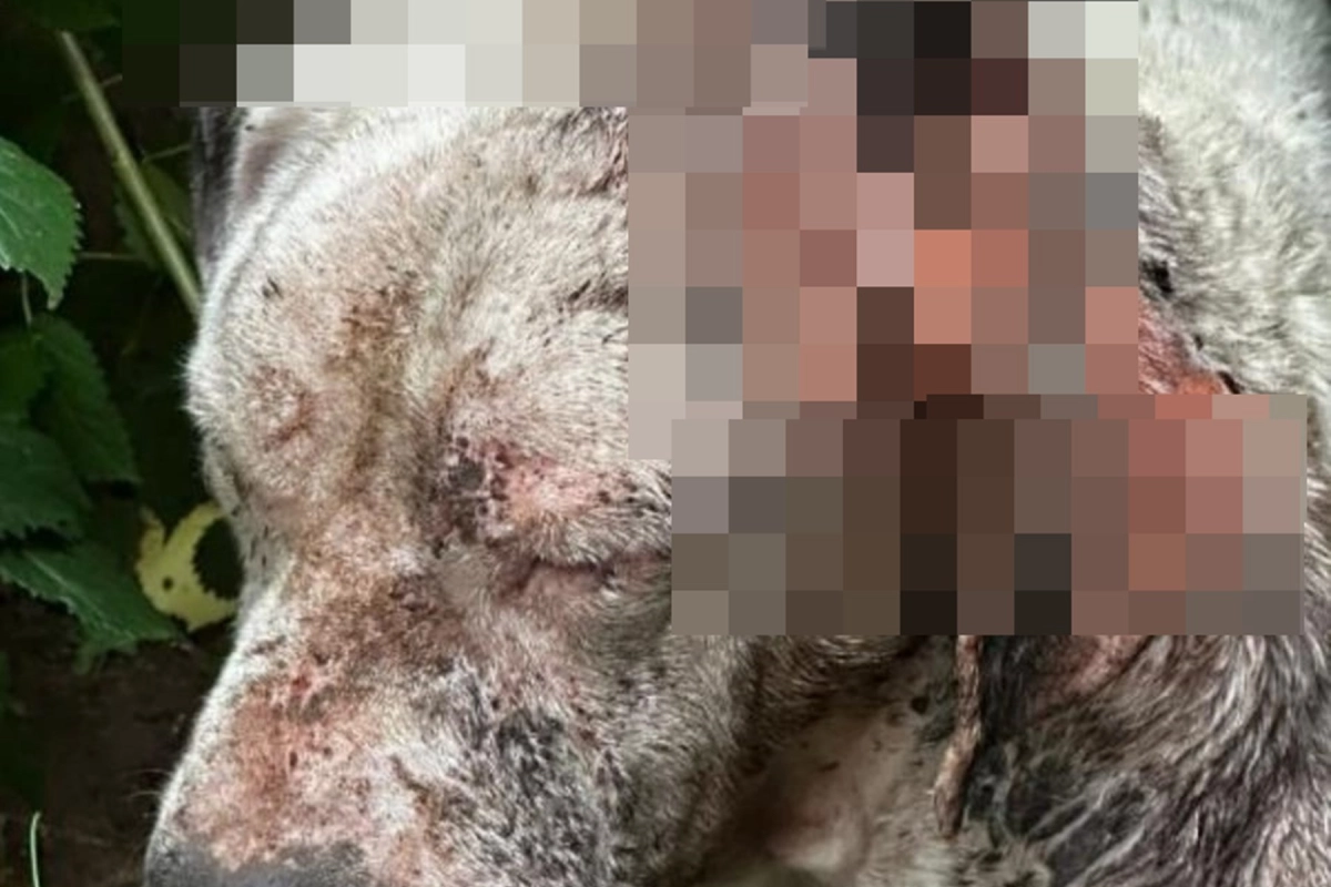 Caso de maltrato animal en Concordia.