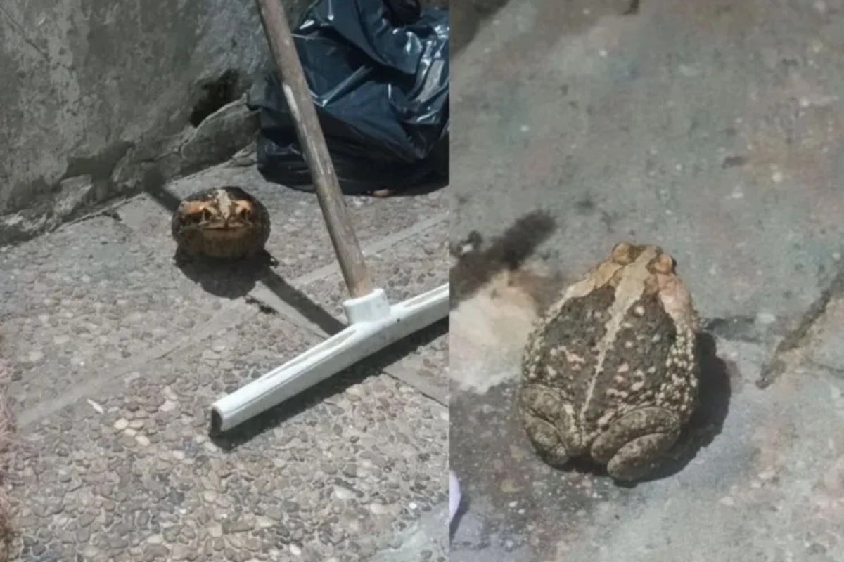 El animal se encontraba en el patio de una casa familiar.