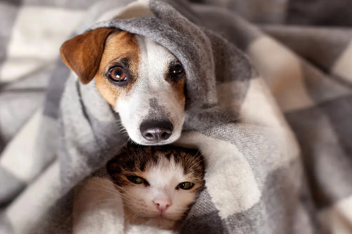 Proteccionistas piden que se cumpla la pirotecnia cero.