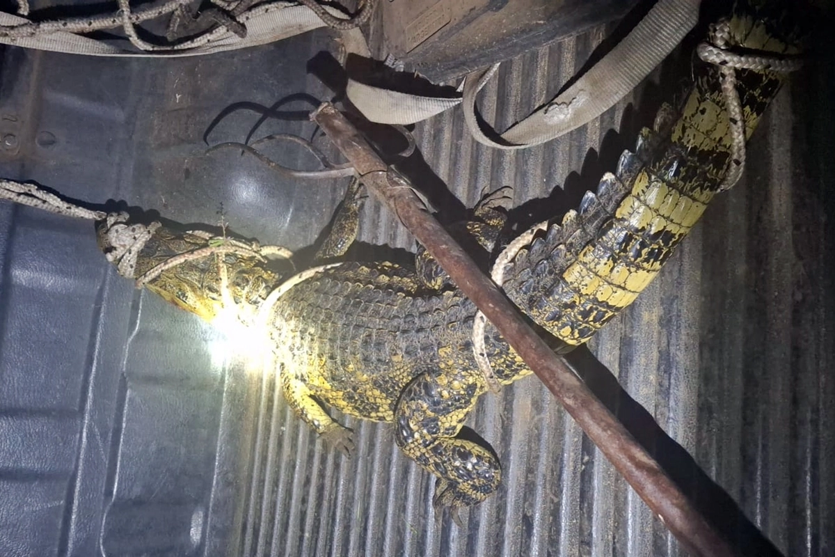 El animal fue liberado en su h&aacute;bitat.