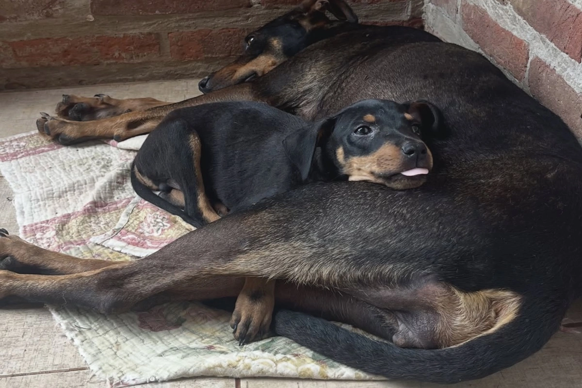 Tanto la madre como sus cr&iacute;as est&aacute;n en adopci&oacute;n, con un excelente estado de salud.