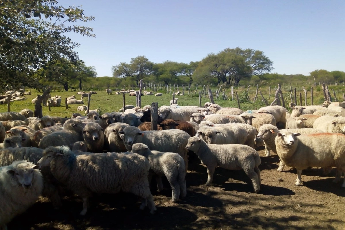 La operaci&oacute;n incluy&oacute; la faena de ovinos provenientes de productores de Concordia.
