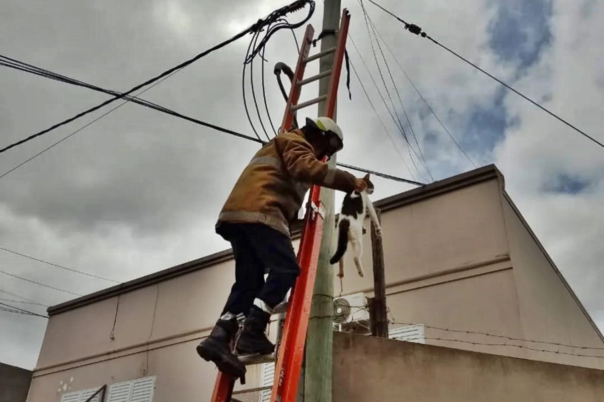 Un gato dando la nota...