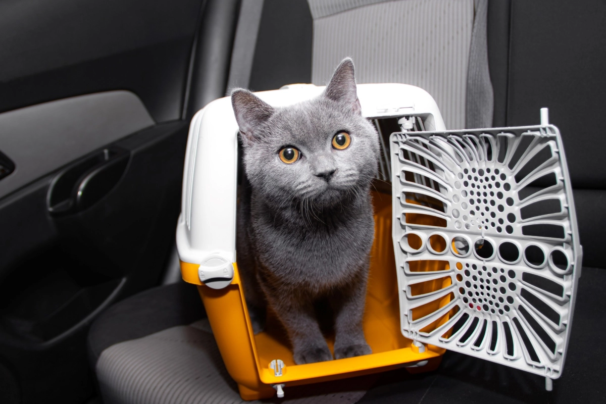 Al menos una empresa ya ofrece el servicio.