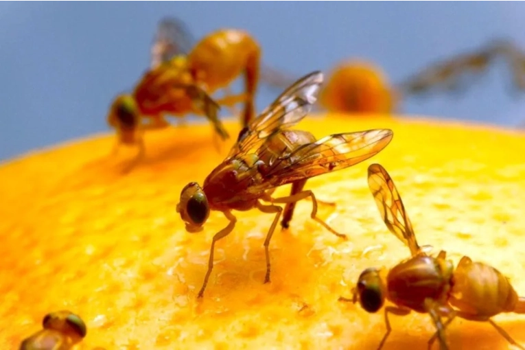 Brindarán una capacitación sobre el combate de la mosca de los frutos en Concordia