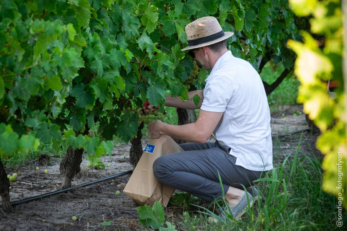 Arranca la vendimia 2026.