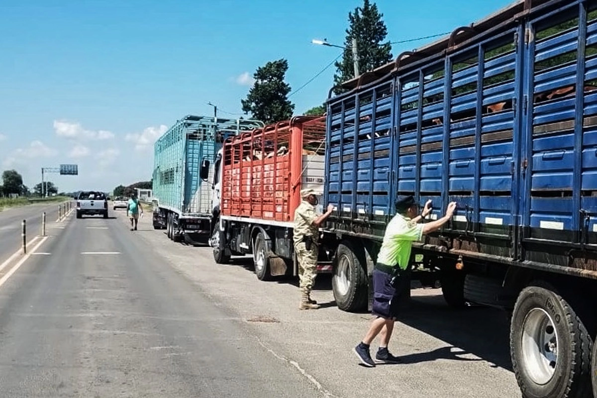 118 cabezas de ganado bovino eran transportadas en dichos camiones.