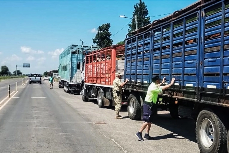 Dos camiones fueron detenidos en Entre Ríos por transportar animales con garrapatas