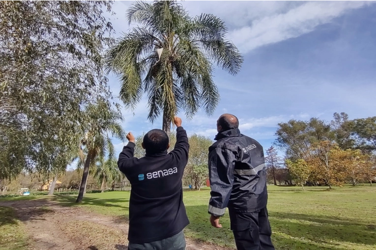 Se declaró la emergencia fitosanitaria por la presencia de Picudo de las Palmeras