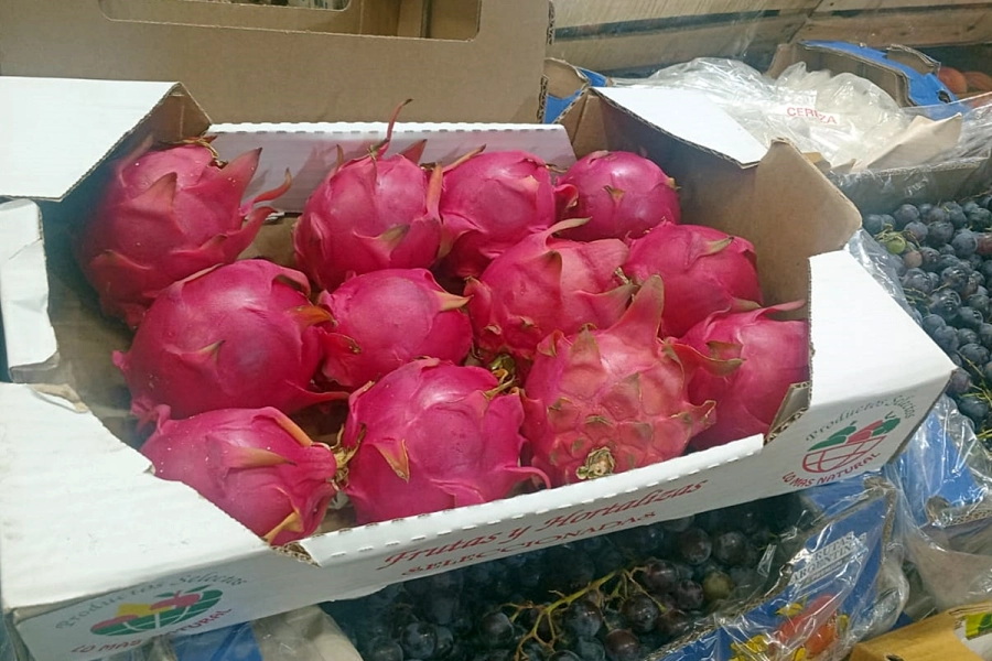 El entrevistado asegura que en Concordia se est&aacute;n cosechando las mejores pitayas del pa&iacute;s.