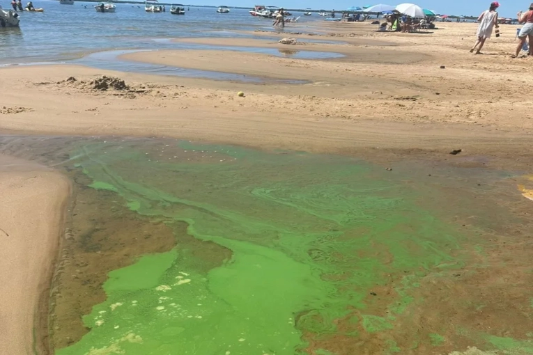 Volvió el "verdín" a una ciudad costera del río Uruguay