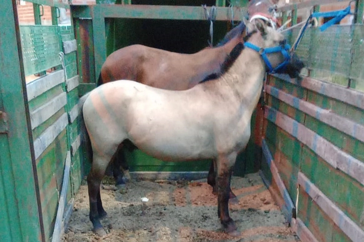 Los animales secuestrados