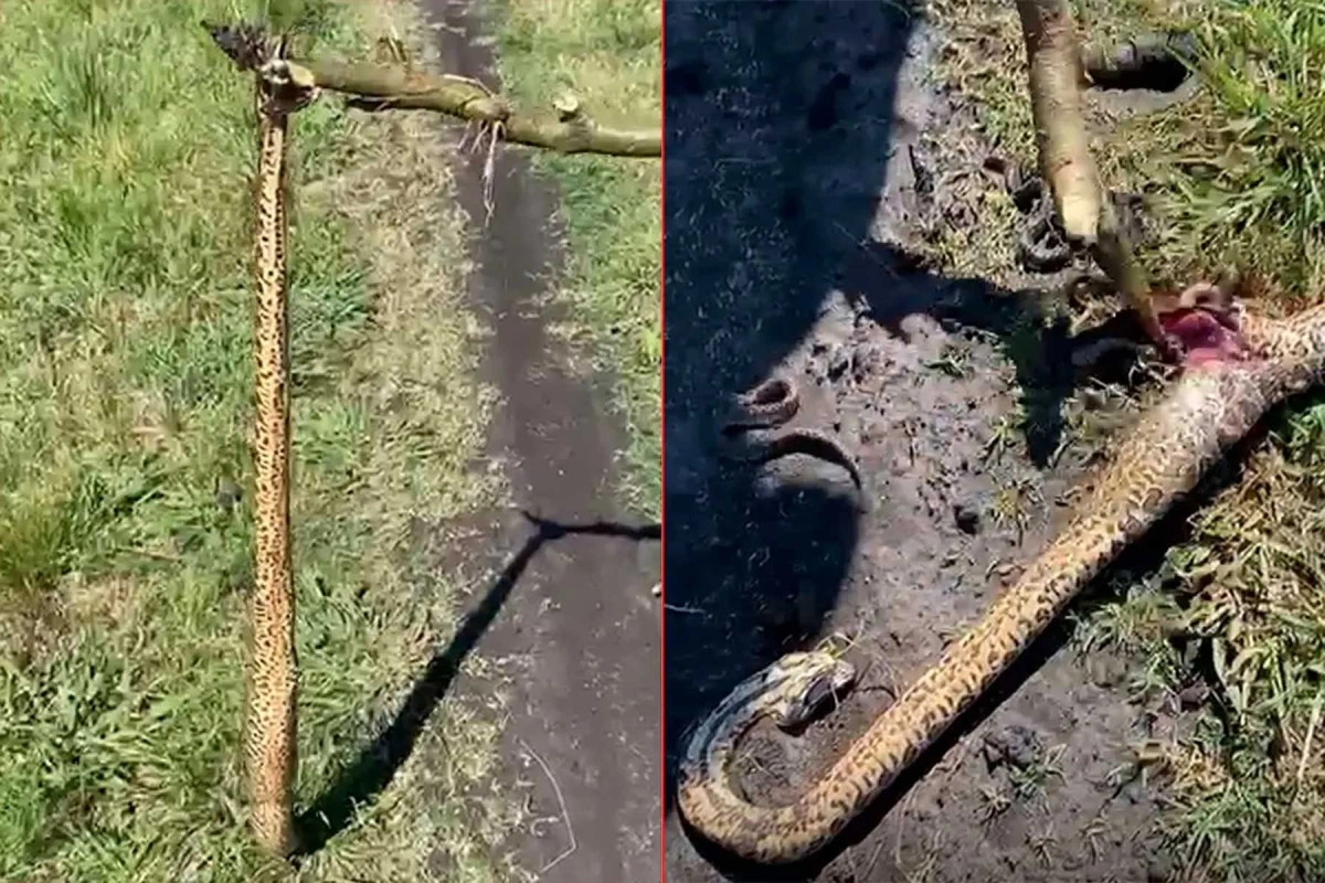 Susto en un campo entrerriano.