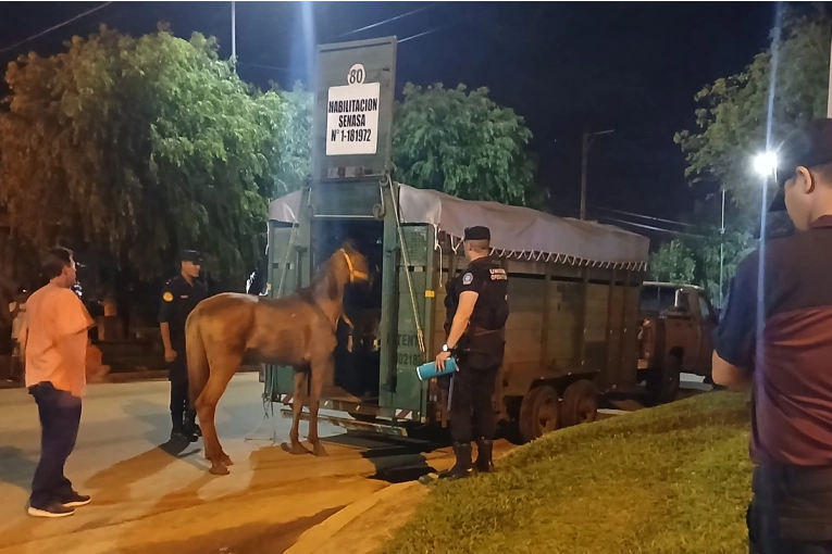 Retuvieron a un caballo por presunto maltrato animal en la zona norte de Concordia