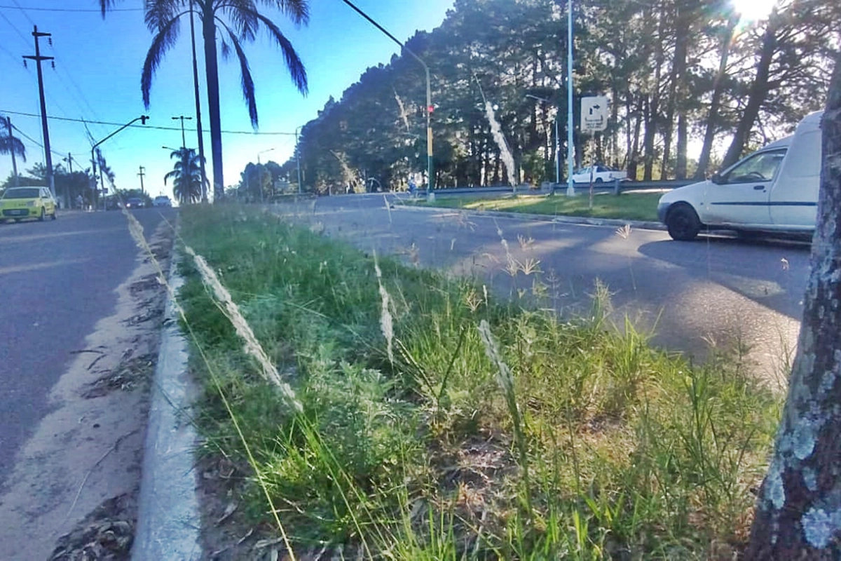 Vecinos de Villa Adela con quejas por pastizales.