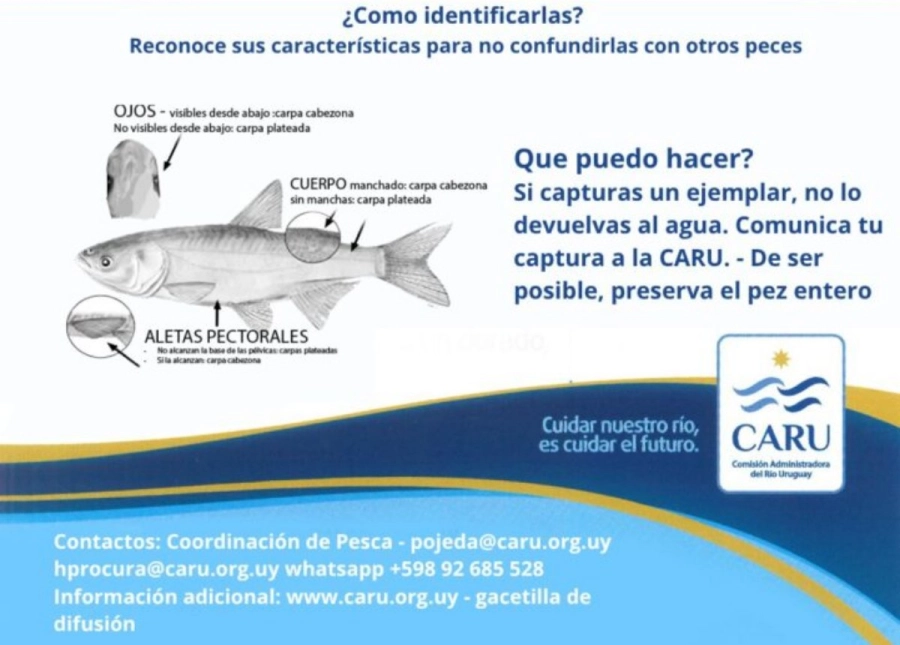 C&oacute;mo reconocer a los distintos tipos de carpas.