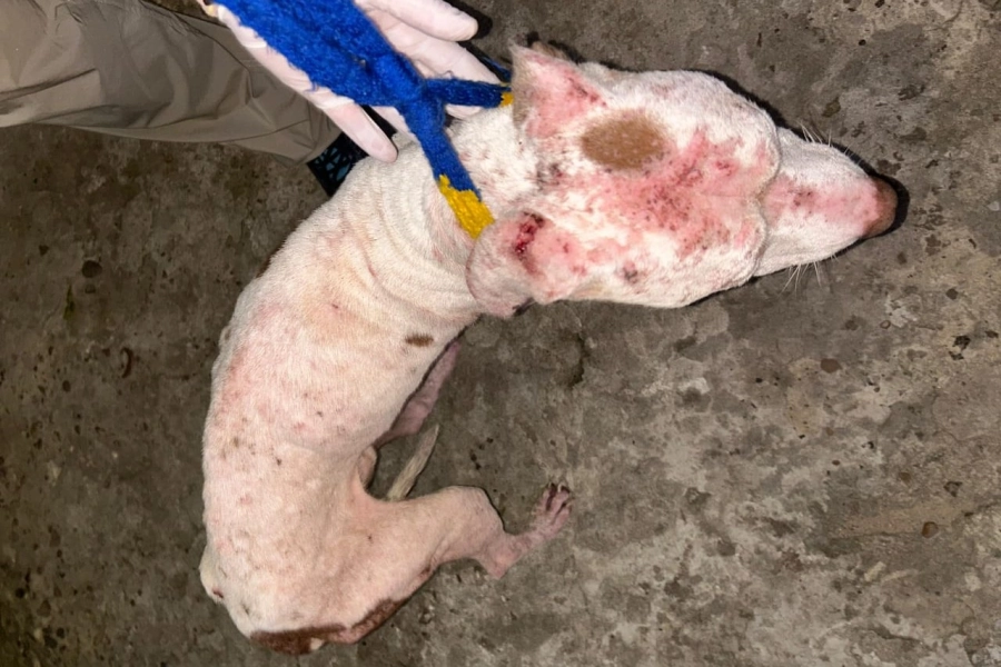 El animal fue encontrado en estado de abandono.