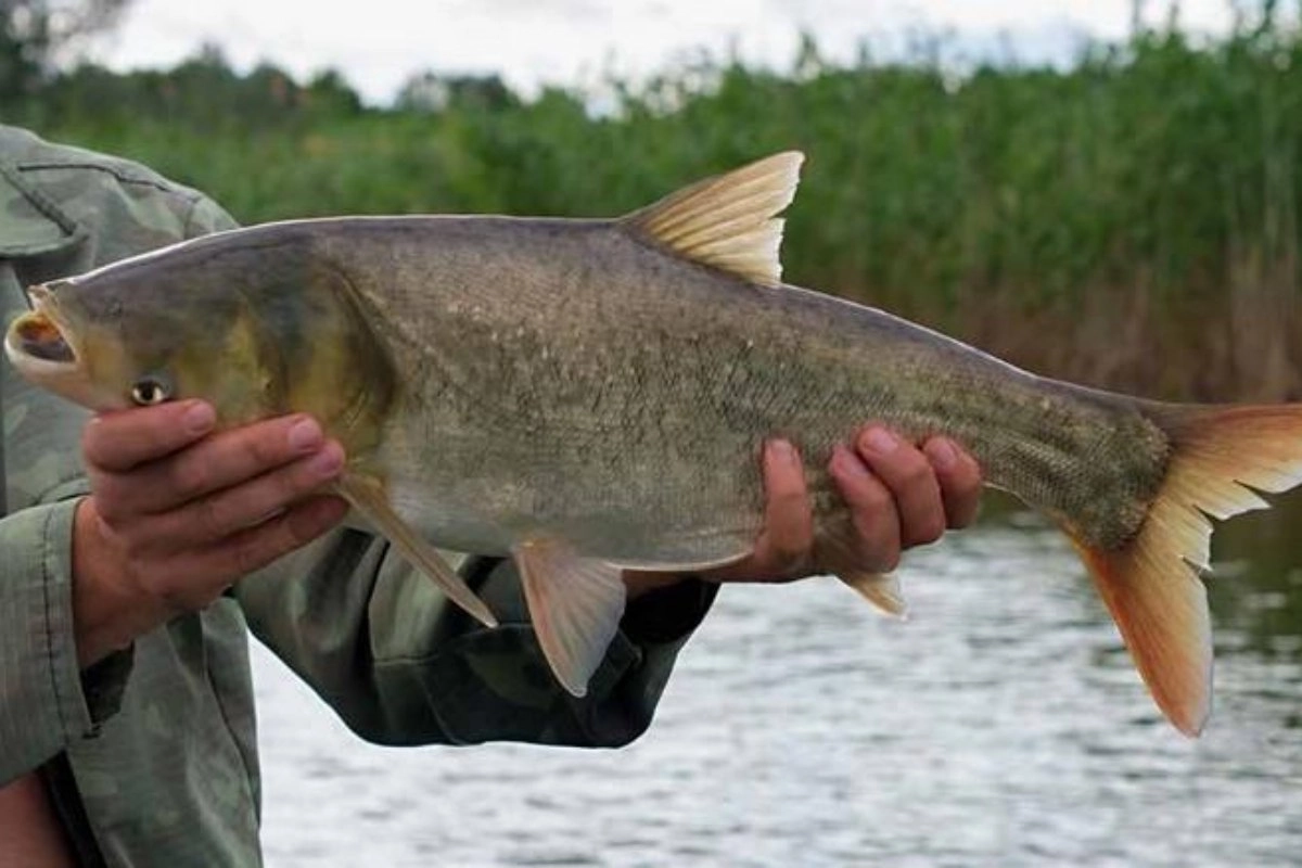 CARU recomend&oacute; no devolverlas al agua.