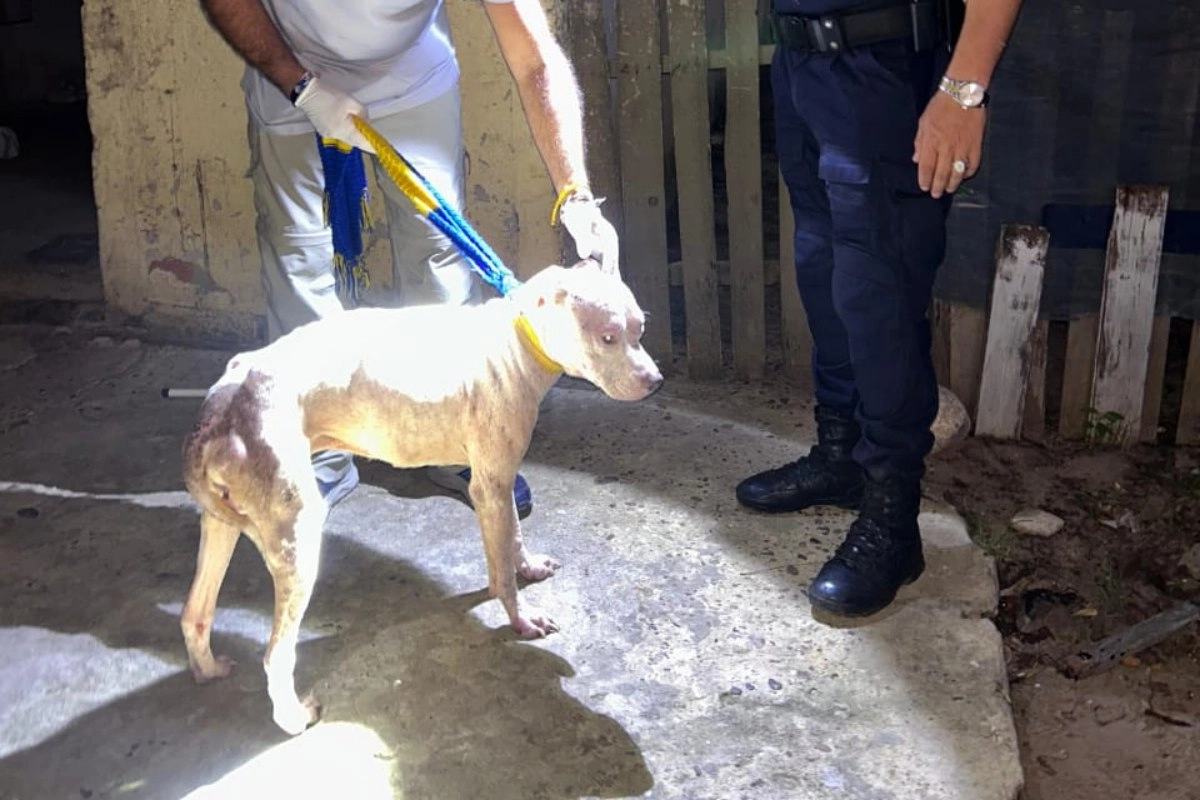 El procedimiento concluy&oacute; con el secuestro del animal.