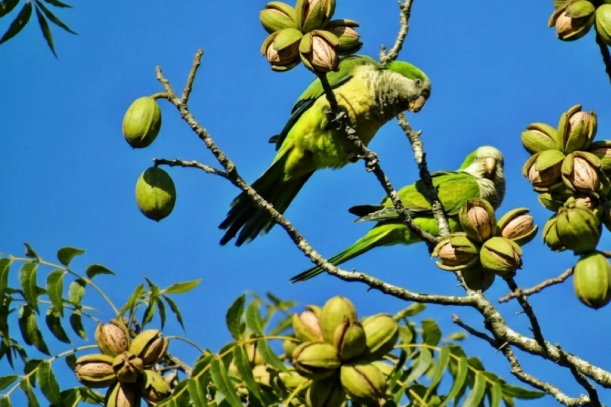 El problema de los loros, para el sector.