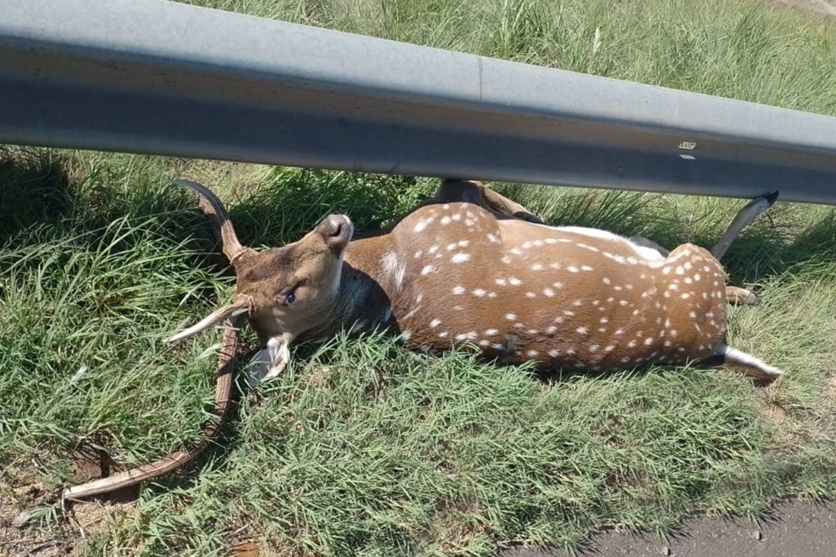 El animal qued&oacute; a un costado de la ruta