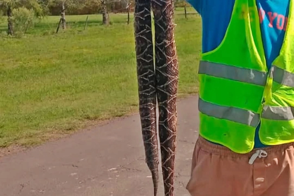Pis&oacute; la yarar&aacute; y debi&oacute; matarla.
