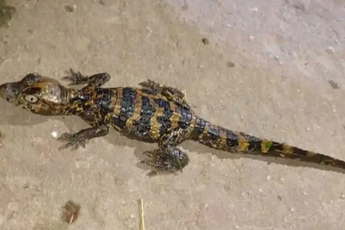 Una visita inesperada.