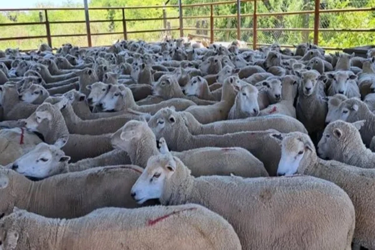 Su detecci&oacute;n representa un desaf&iacute;o para los productores de Entre R&iacute;os y el resto del pa&iacute;s.