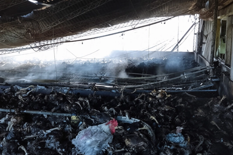 Incendio sobre la Autovía Artigas afectó a un galpón avícola y produjo importantes pérdidas
