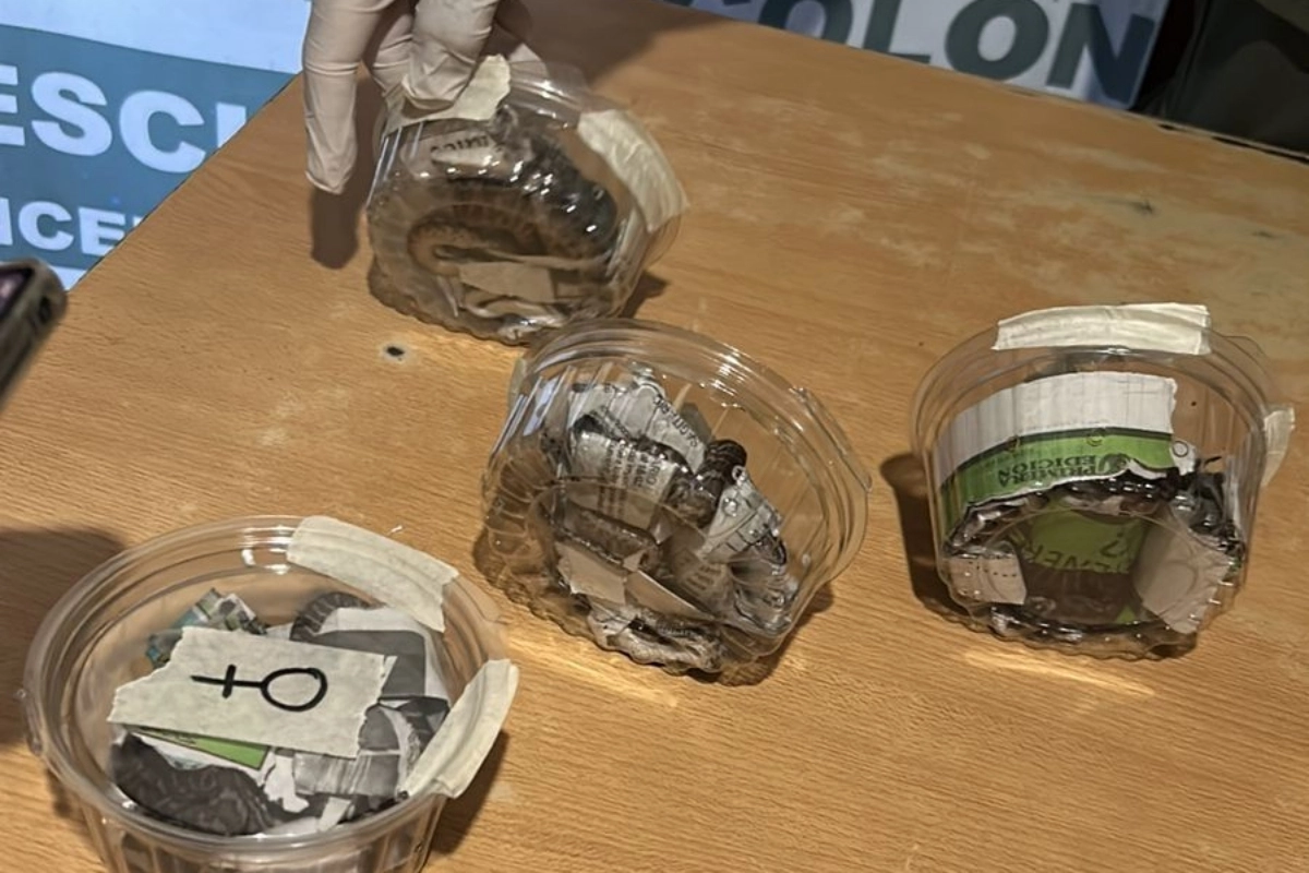 Las seis cr&iacute;as de boa constrictora fueron llevadas a una reserva.