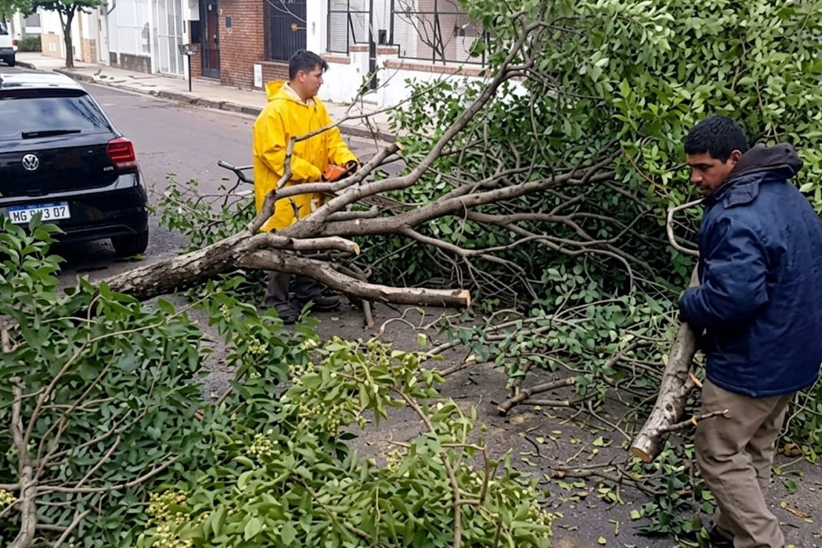 Uno de los inconvenientes registrados fue la ca&iacute;da de un &aacute;rbol, a ra&iacute;z del temporal.