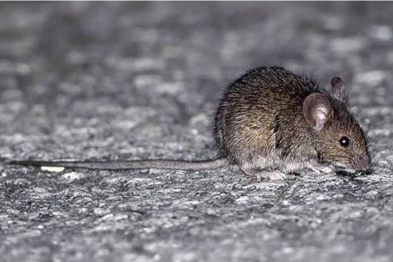 Bromatolog&iacute;a alert&oacute; sobre el hantavirus y difundi&oacute; medidas para prevenir contagios