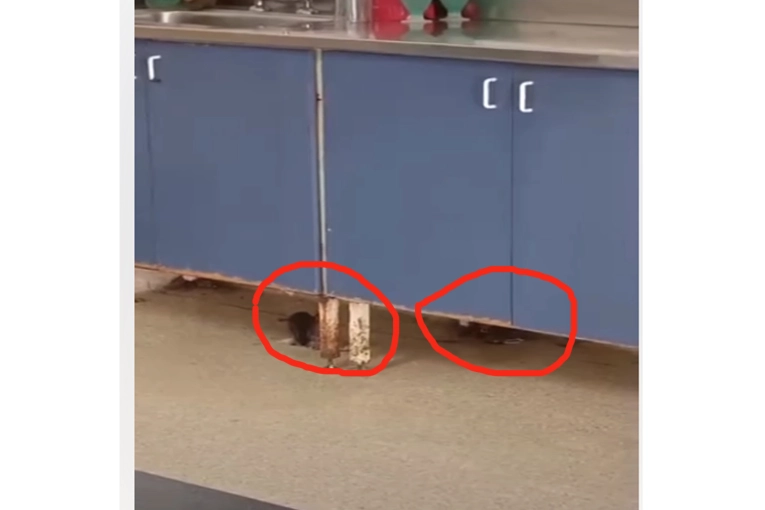 Piden la erradicaci&oacute;n de focos de hantavirus ante la presencia de roedores en un hospital local