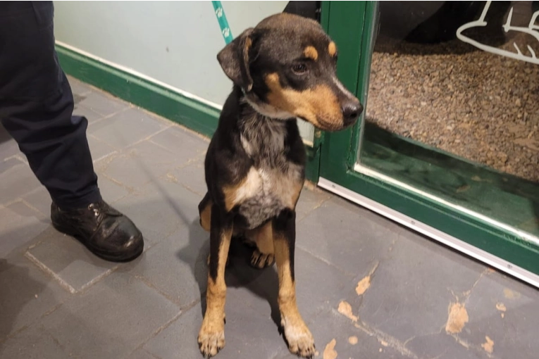 Rescataron a una perra desnutrida tras una denuncia por maltrato animal en la zona sur