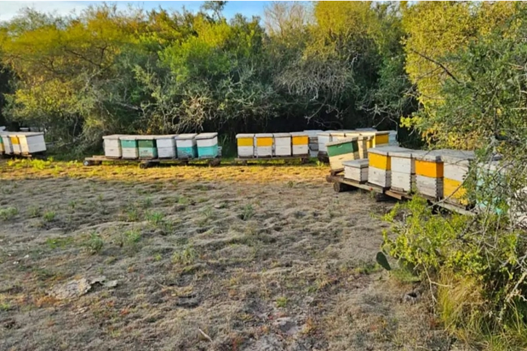 Robaron 40 colmenas en la región de Salto Grande y las recuperaron tras un allanamiento en Corrientes