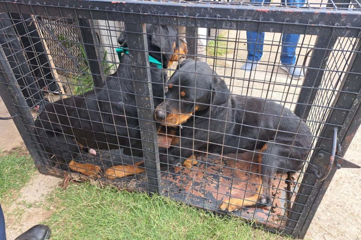 La polic&iacute;a rescat&oacute; a tres perros durante el operativo.