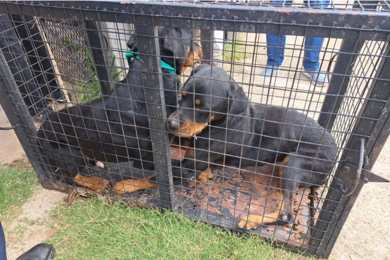 Condenaron a una mujer por maltrato animal y rescataron a tres perros en Concordia