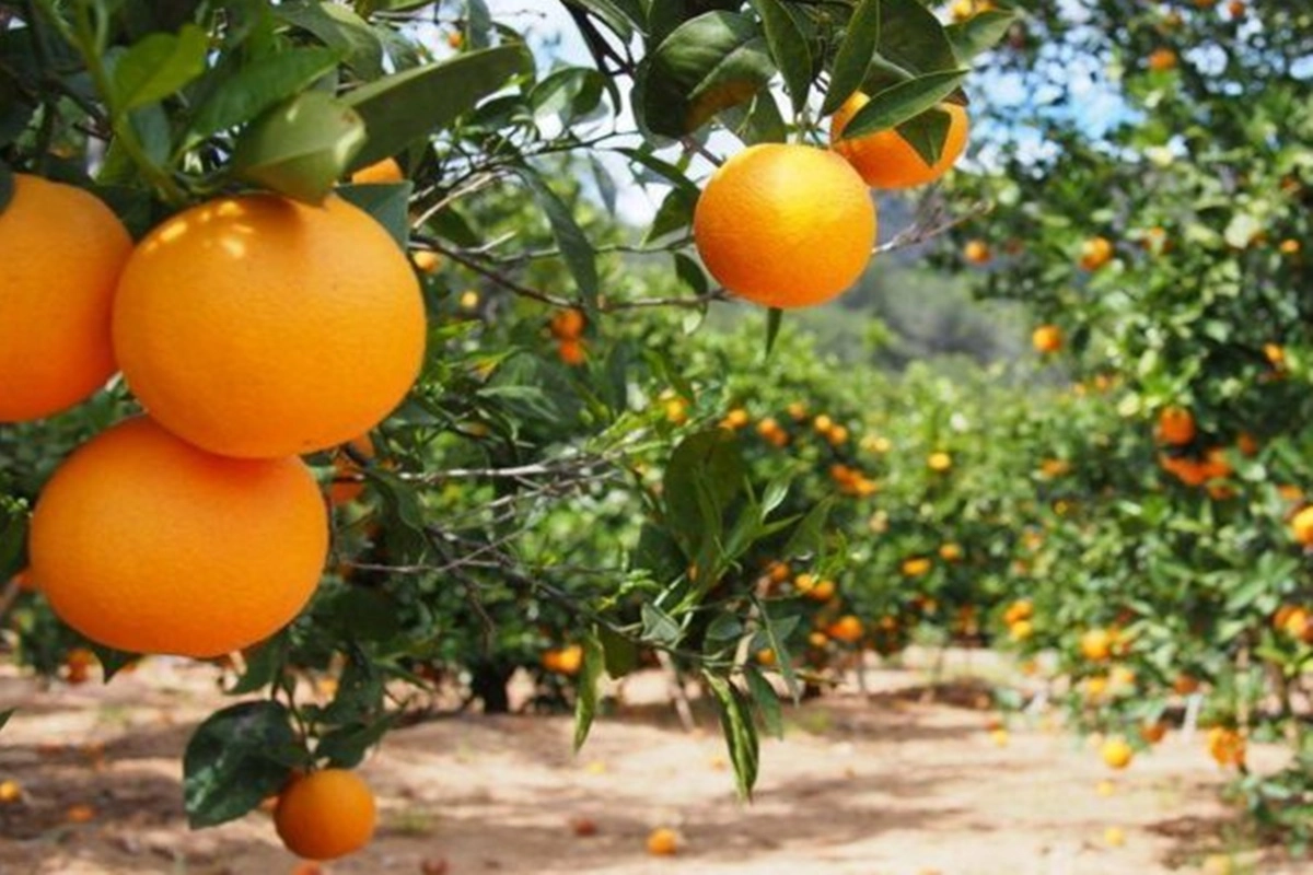 Algunos productores ya comenzaron a vender maquinaria y propiedades para afrontar gastos.